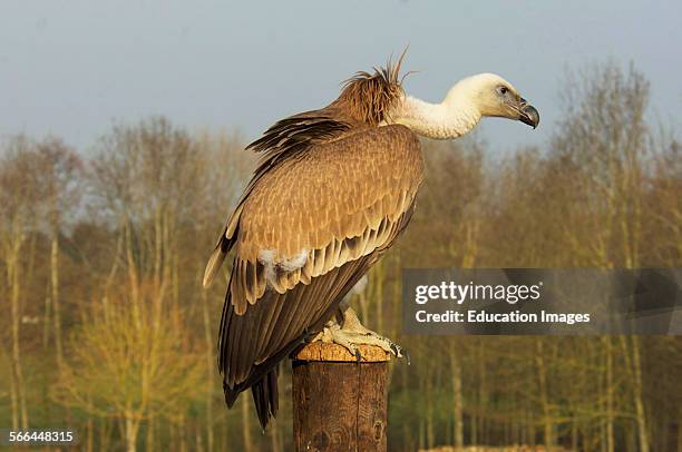 Cape Vulture, Gyps coprotheres, ICBP, Newent, Gloucestershire.