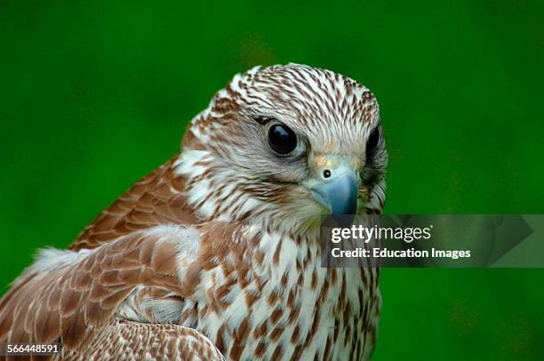 Saker Falcon, Falco cherrug, ICBP, Helmsley, North Yorkshire.