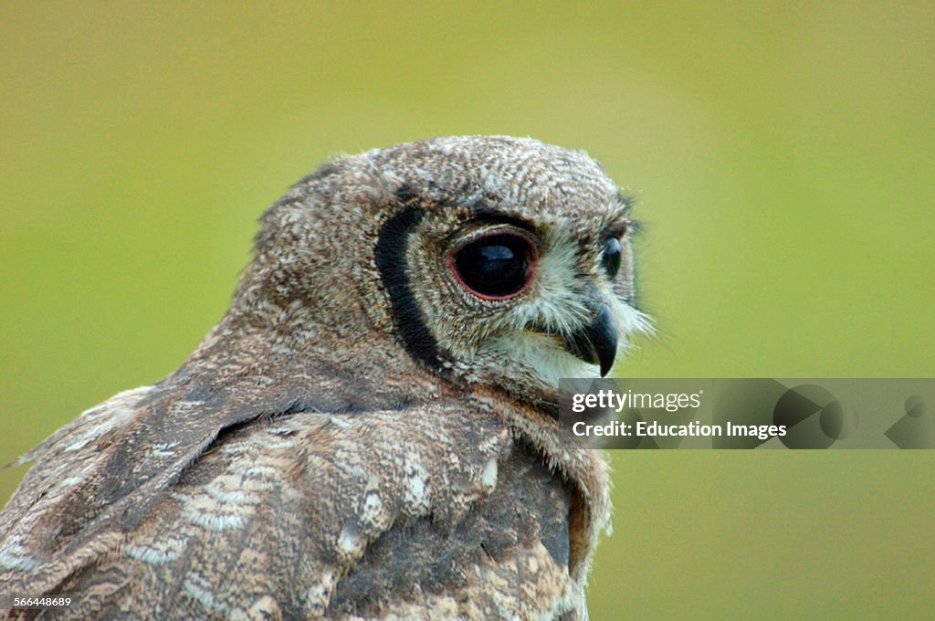 Spotted Eagle Owl, Bubo africanus, ICBP, Helmsley, North Yorkshire