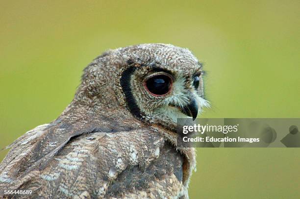 Spotted Eagle Owl, Bubo africanus, ICBP, Helmsley, North Yorkshire.