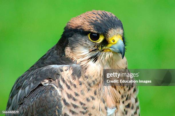 Lanner Falcon, Falco biarmicus, ICBP, Helmsley, North Yorkshire.