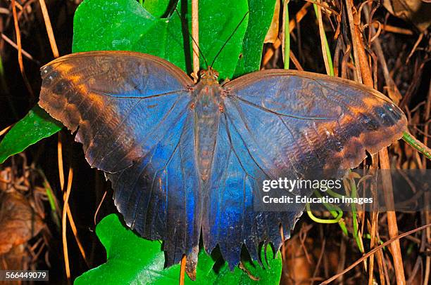 Owl Butterfly, Caligo eurylochus, Stratford Upon Avon Butterfly Park.