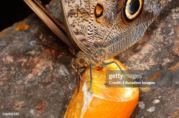 Owl Butterfly, Caligo eurylochus, Stratford Upon Avon Butterfly Park.