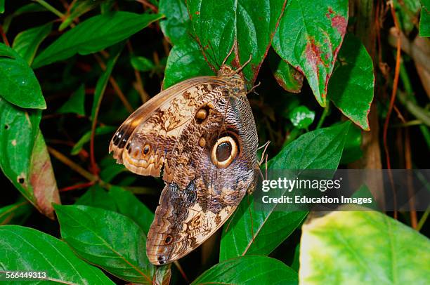 Owl Butterfly, Caligo eurylochus, Stratford Upon Avon Butterfly Park.