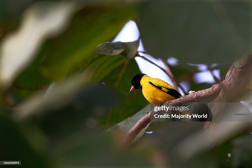 A Blackheaded Oriole or Benebau (Oriolus xanthornus)