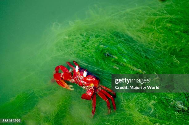 Red crab at Inani beach, Cox's Bazar, Bangladesh.