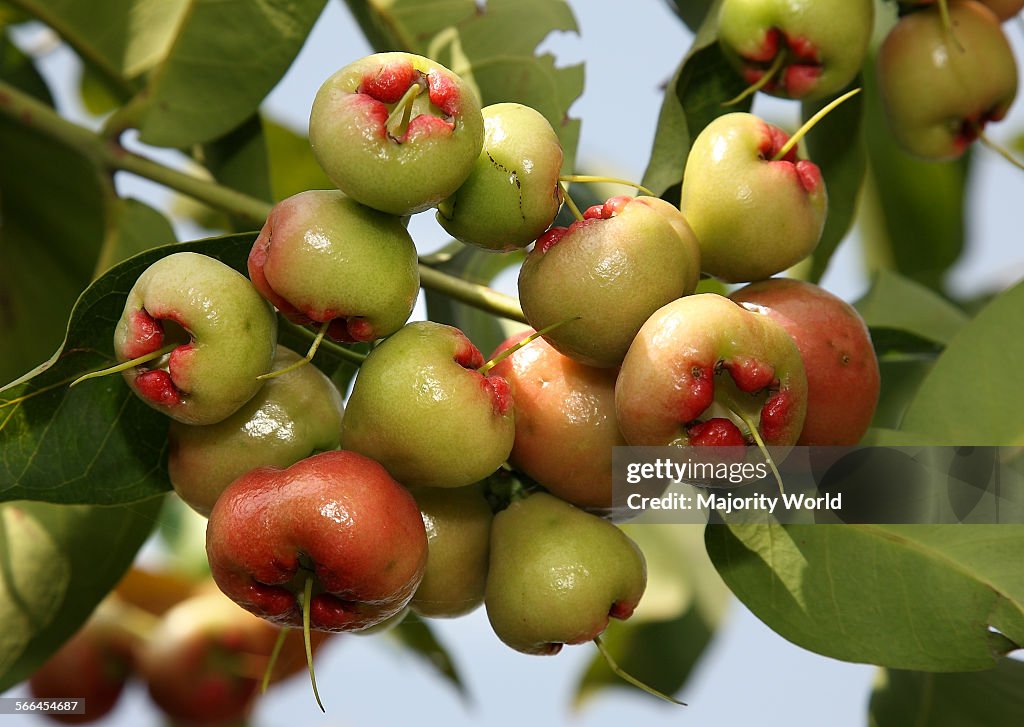 Star apples (Syzygium samarangense)