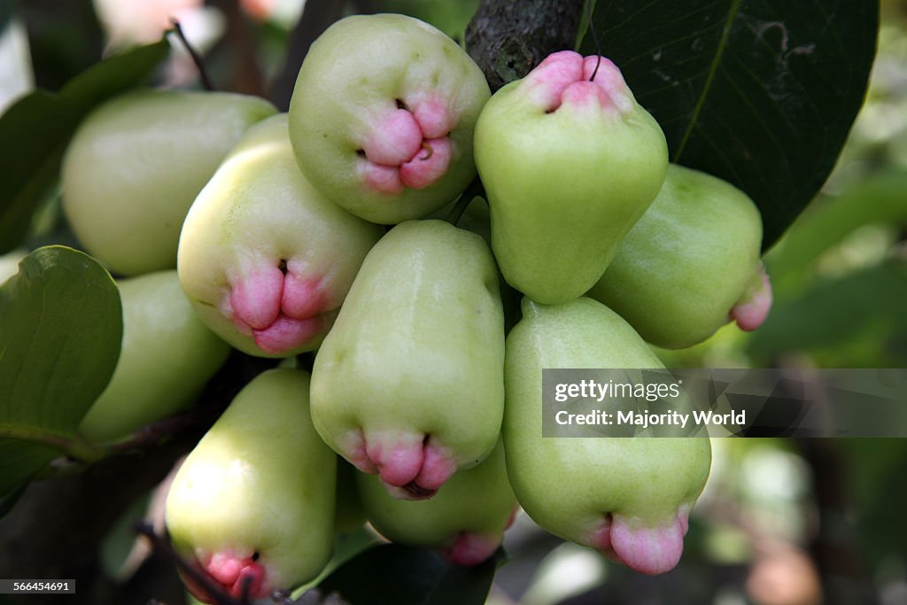 Star apples (Syzygium samarangense)