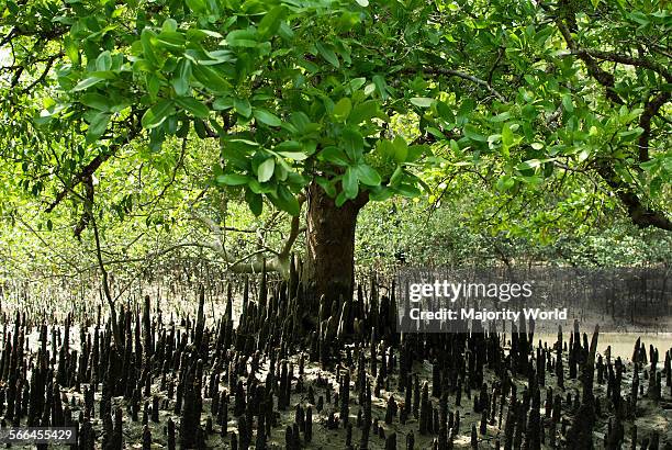 Blind Roots Aerial roots of mangrove trees, in the Sundarbans, Khulna,... News ...