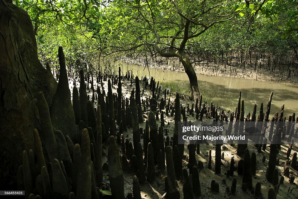 Blind Roots Aerial roots of mangrove trees, in the Sundarbans, Khulna,... News ...
