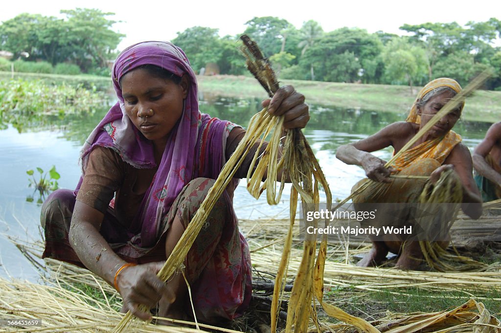 Women collect fiber from stems of jute plants