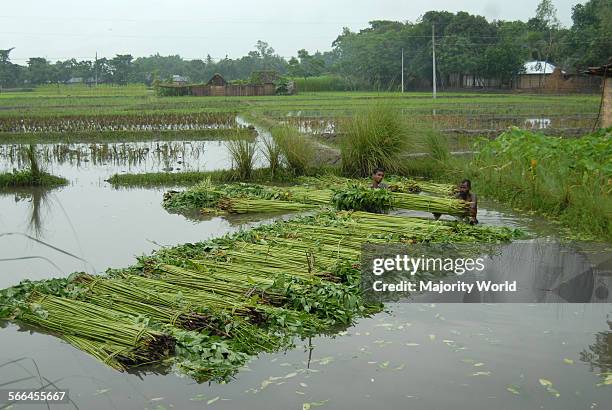 Jute Processing 232 Jute Processing Stock Photos, High-Res Pictures, and Images - Getty ...