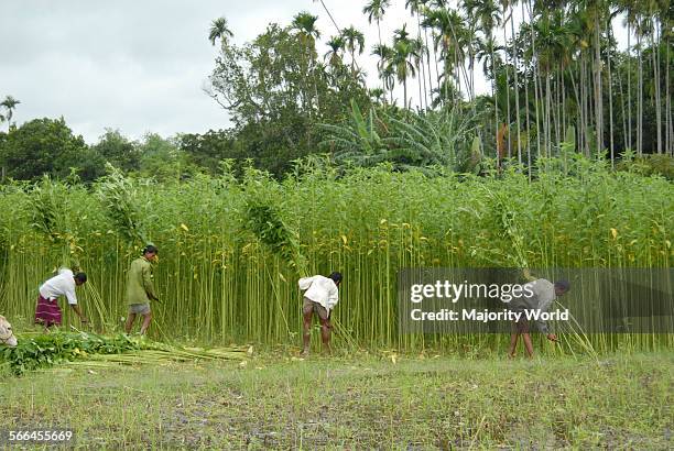 Jute Processing 232 Jute Processing Stock Photos, High-Res Pictures, and Images - Getty ...