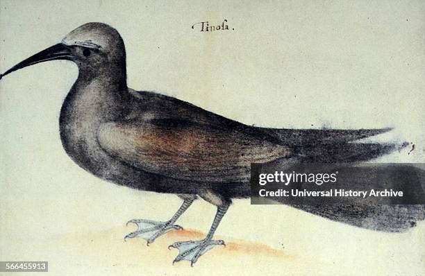 Noddy Tern Bird, by John White .