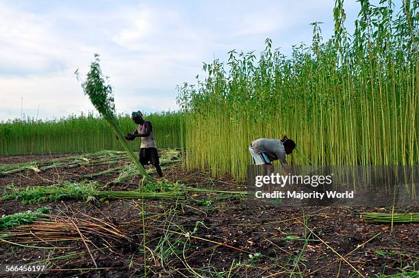 Farmers collect jute stalks from the fields. Eighty percent of the world's high quality jute grows in Bangladesh. Narail, Jessore, Bangladesh. July...