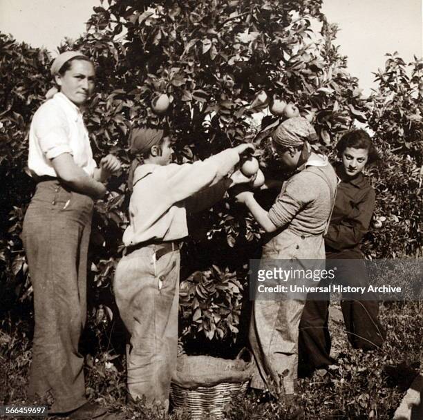 Women picking oranges in a kibbutz near Tel-Aviv, Israel, 1930.