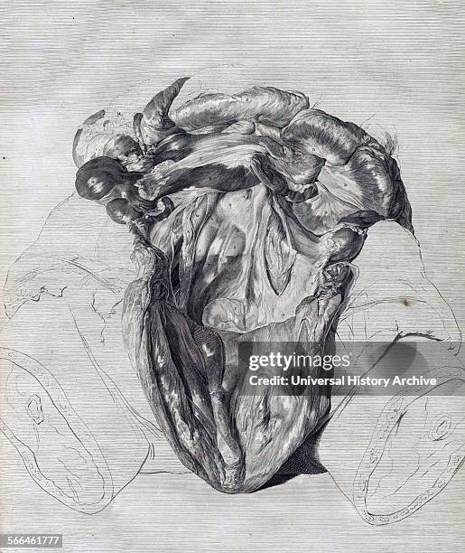 Anatomical illustrations from 'Anatomia uteri humani gravidi tabulis illustrata' [The anatomy of the human gravid uterus exhibited in figures]. By...