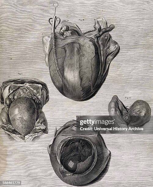 Anatomical illustrations from 'Anatomia uteri humani gravidi tabulis illustrata' [The anatomy of the human gravid uterus exhibited in figures]. By...