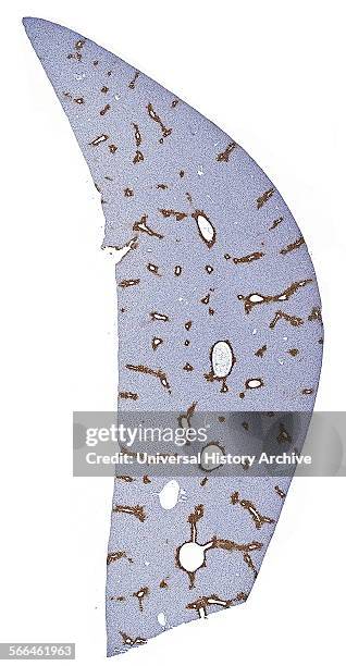 Immunoperoxidase staining of formalin-fixed, paraffin-embedded mouse liver showing peri-venular cytoplasm staining.