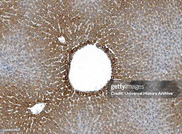 Immunoperoxidase staining of formalin fixed, paraffin embedded, TCDD treated rat liver showing a centrilobular cytoplasm staining of hepatocytes.
