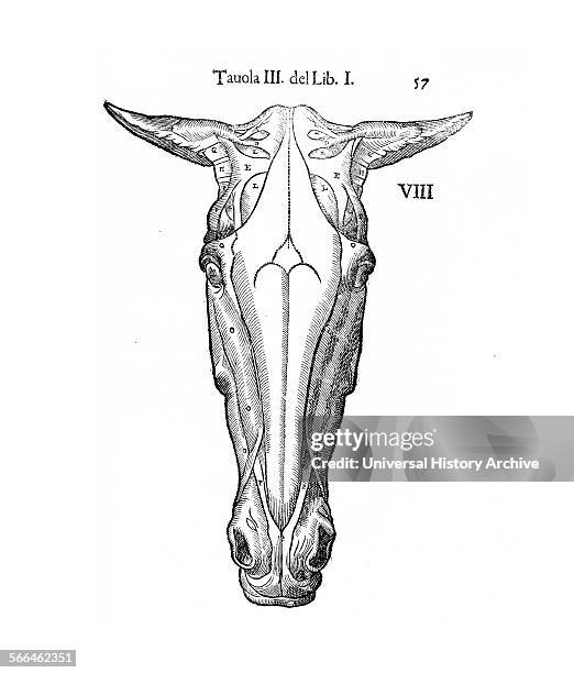 Equine anatomical Illustration from 'Anatomia del cavallo, infermità, et suoi rimedii'. ; by Carlo Ruini, .