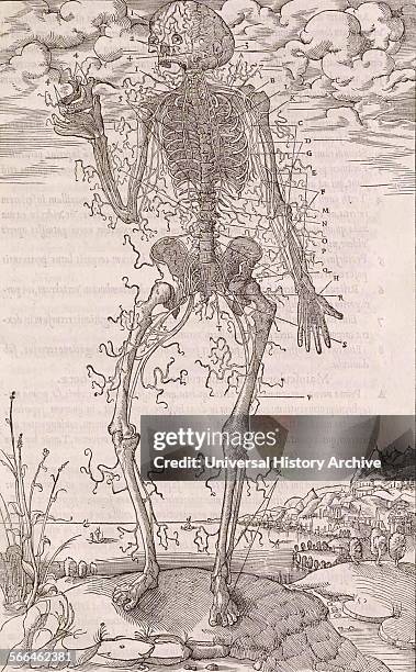 La dissection des parties du corps humain by Charles Estienne skeleton with a thin covering of tendons illustration by Étienne de la Rivière .