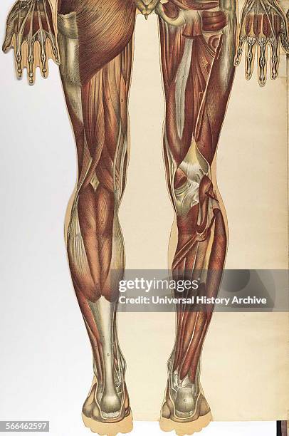 Anatomical illustrationfrom 'Le corps humain et grandeur naturelle', published by Bougle´ .