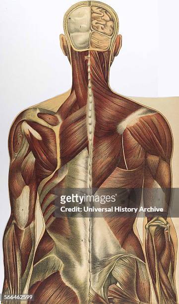 Anatomical illustrationfrom 'Le corps humain et grandeur naturelle', published by Bougle´ .