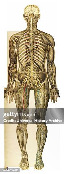 Anatomical illustrationfrom 'Le corps humain et grandeur naturelle', published by Bougle´ .