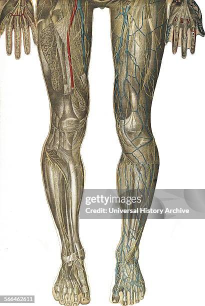 Anatomical illustrationfrom 'Le corps humain et grandeur naturelle', published by Bougle´ .