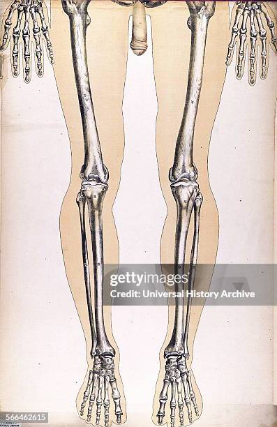 Anatomical illustrationfrom 'Le corps humain et grandeur naturelle', published by Bougle´ .