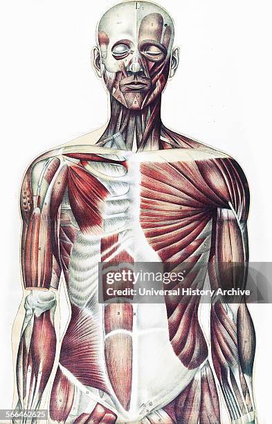 Anatomical illustrationfrom 'Le corps humain et grandeur naturelle', published by Bougle´ .