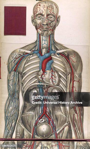 Anatomical illustrationfrom 'Le corps humain et grandeur naturelle', published by Bougle´ .