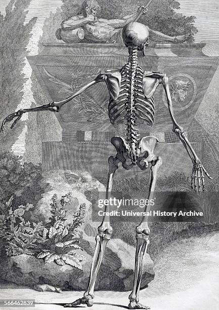 Anatomical drawings by Bernhard Siegfried Albinus 'Tabulae sceleti et musculorum corporis humani'. .