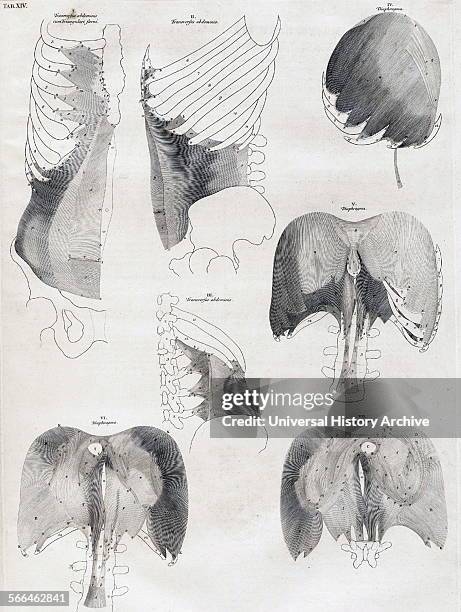 Anatomical drawings by Bernhard Siegfried Albinus 'Tabulae sceleti et musculorum corporis humani'. .