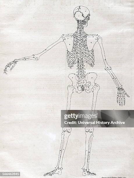 Anatomical drawings by Bernhard Siegfried Albinus 'Tabulae sceleti et musculorum corporis humani'. .