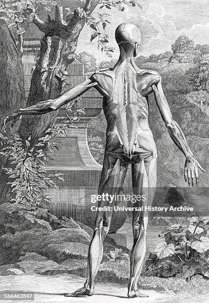 Anatomical drawings by Bernhard Siegfried Albinus 'Tabulae sceleti et musculorum corporis humani'. .