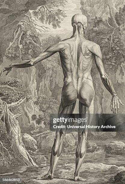 Anatomical drawings by Bernhard Siegfried Albinus 'Tabulae sceleti et musculorum corporis humani'. .