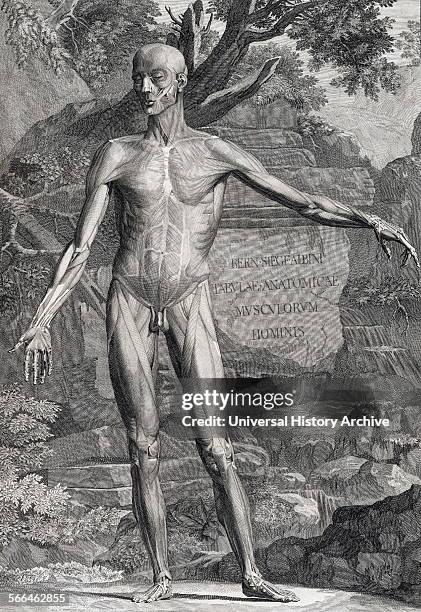 Anatomical drawings by Bernhard Siegfried Albinus 'Tabulae sceleti et musculorum corporis humani'. .
