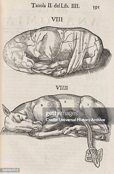 Equine anatomical Illustration from 'Anatomia del cavallo, infermità, et suoi rimedii'. ; by Carlo Ruini, .