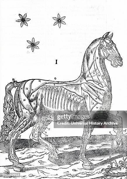 Equine anatomical Illustration from 'Anatomia del cavallo, infermità, et suoi rimedii'. ; by Carlo Ruini, .