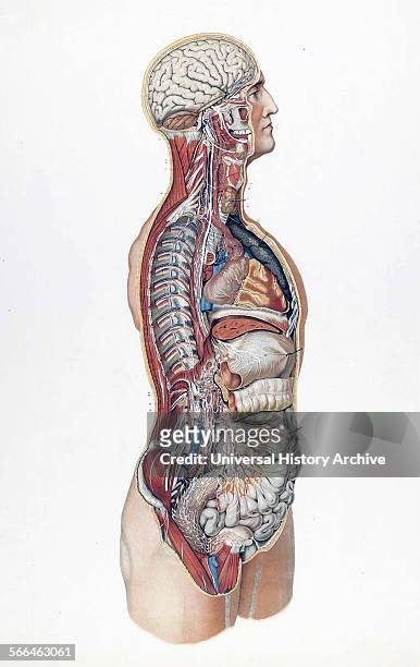 Anatomical illustrations by Sigismond Balicki, 1858-1916 from 'Anatomie normale du corps humain' by Sigismond Laskowski, 1894.