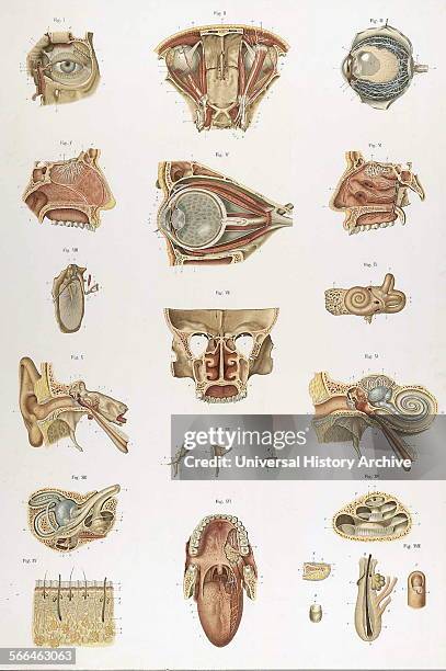 Anatomical illustrations by Sigismond Balicki, 1858-1916 from 'Anatomie normale du corps humain' by Sigismond Laskowski, 1895.