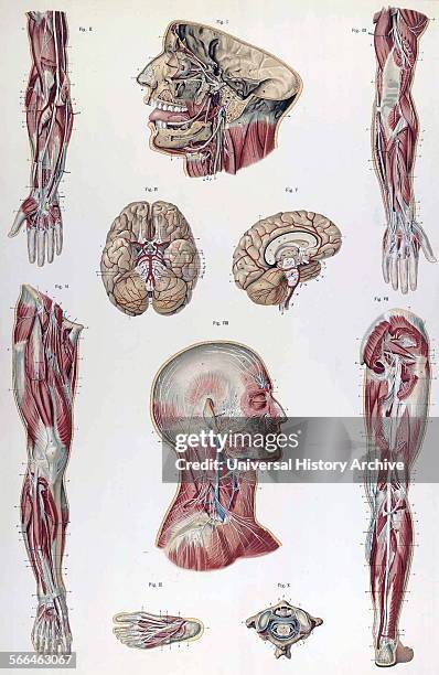 Anatomical illustrations by Sigismond Balicki, 1858-1916 from 'Anatomie normale du corps humain' by Sigismond Laskowski, 1896.