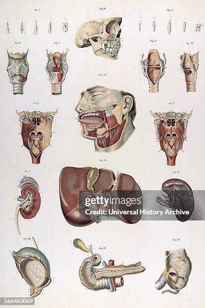 Anatomical illustrations by Sigismond Balicki, 1858-1916 from 'Anatomie normale du corps humain' by Sigismond Laskowski, 1897.