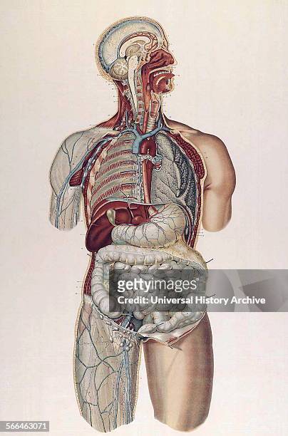 Anatomical illustrations by Sigismond Balicki, 1858-1916 from 'Anatomie normale du corps humain' by Sigismond Laskowski, 1898.