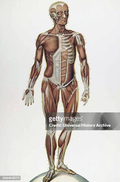 Anatomical illustrations by Sigismond Balicki, 1858-1916 from 'Anatomie normale du corps humain' by Sigismond Laskowski, 1899.