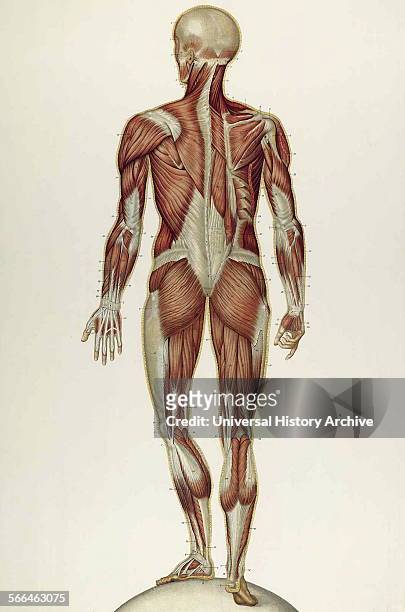 Anatomical illustrations by Sigismond Balicki, 1858-1916 from 'Anatomie normale du corps humain' by Sigismond Laskowski, 1901.