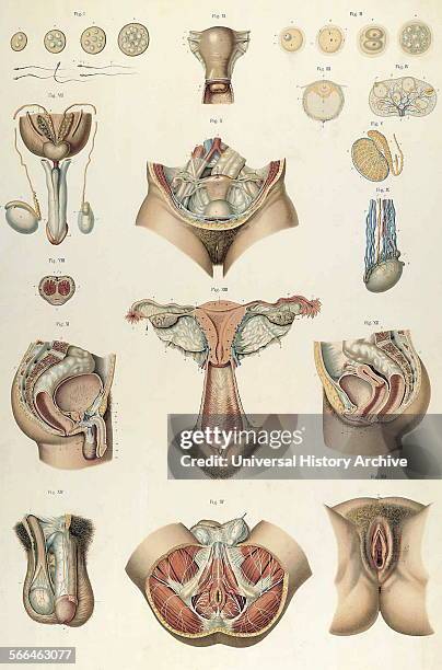 Anatomical illustrations by Sigismond Balicki, 1858-1916 from 'Anatomie normale du corps humain' by Sigismond Laskowski, 1902.