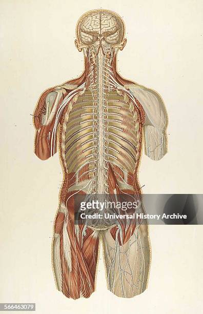 Anatomical illustrations by Sigismond Balicki, 1858-1916 from 'Anatomie normale du corps humain' by Sigismond Laskowski, 1903.